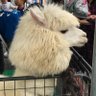 ꕤ୭はるパカꕤ୭'s profile picture