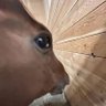 Smoggo's profile picture