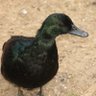 Mallard Luther King profil fotoğrafı
