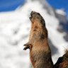 Фото профиля Marmot