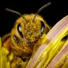 Profilbild von Honeybee509🐝