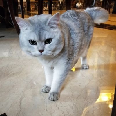Chel_main_'s profile picture