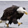 Thapedi Ngwepe profil fotoğrafı