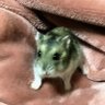 こぶ's profile picture