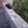 Simone's profile picture