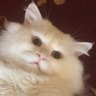 Profilbild von Lisztszil