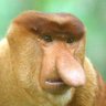 Profilbild von Safari