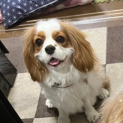 airatsuku's profile picture