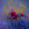 Profilbild von 🇹🇷BAHAR🇹🇷