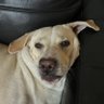 noisybear7418's profile picture