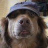 Profilbild von Dtbaker