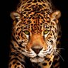 Makweya Makweya profil fotoğrafı