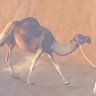 Фото профиля راعي الناقه