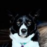 Dxfl1000's profile picture