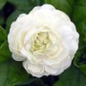 Фото профиля Lilly