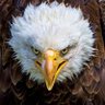 Ewise profil fotoğrafı