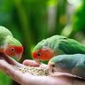 يعقوب الحسني profil fotoğrafı