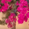 ابوسلطان profil fotoğrafı