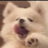 Profilbild von boochi