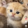 Optal profil fotoğrafı