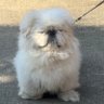 ぽっちゃ's profile picture