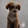 Annafina W profil fotoğrafı