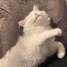 Profilbild von Jarl