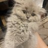 Xbabaprokiral's profile picture
