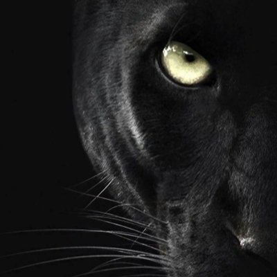 MedeirosPanther's profile picture