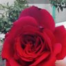 Rose 的头像