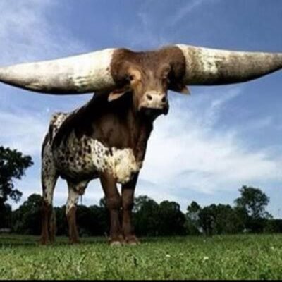 flagras_diarios's profile picture