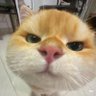 miftah 的头像