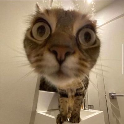 snopek635638's profile picture