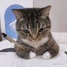Profilbild von 猫野球😸超野球愛⚾❤️