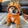 Фото профиля OldZhao🪲$DOG 🧡 OKX