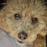 🥰 life 🐶🐶🐶 profil fotoğrafı