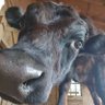 Frazier's profile picture