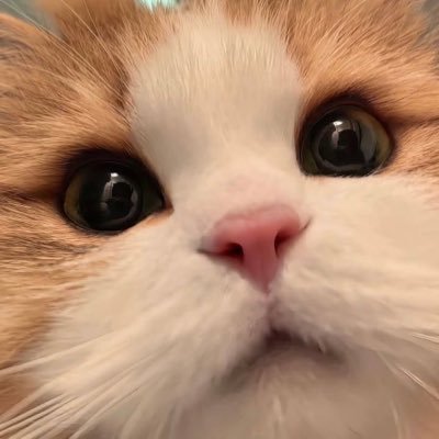 Mindxrx ꔛ*･🍉's profile picture