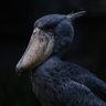 堂 慈音 profil fotoğrafı