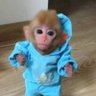 monke 的头像