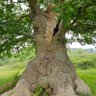 Trees & Wildlife 的头像