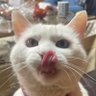 寝る子's profile picture