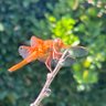Фото профиля JoAnke