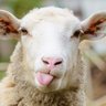 Profilbild von Shep