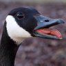 Goose 的头像