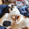 kotasisi's profile picture