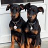 Doberman Inc 的头像