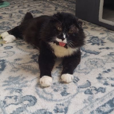RappCatsAdopt's profile picture