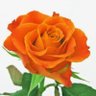 🟠オレンジに染まれ🎌( 日本を守る参政党を支えたい🍊)'s profile picture