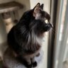 黒猫 さかぴ 的头像